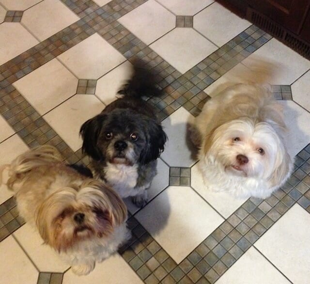 Three small dogs looking up at the camera.